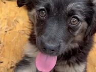 ✨Welpe kleine Roxy 🐾✨ - Eislingen (Fils)