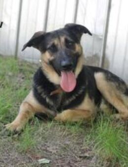 Milow, ruhig und wachsam - Neuhausen (Spree)