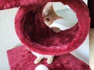 Kitten Katze - Düren