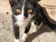 Roman 💗 junger Kater sucht Geborgenheit - Hamburg