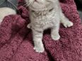 BKH/BLH Kitten abzugeben in 46236