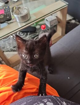4 kleine Babys suchen zuhause - Neunkirchen (Saarland)