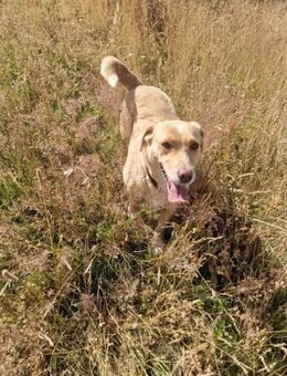Traumhund Enya sucht ihr Körbchen - Großefehn