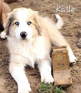 Golden Retriever Collie Australian Shepherd Mix Welpen Abgabebereit