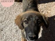 Liebevoller FUNKY sucht seine Familie ❤️ - Saarbrücken