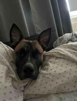 Hund in Liebevolle Hände abzugeben - Eilenburg Zentrum
