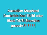 Australian Shepherd Deckrüde Red Tri/Bi oder Black Tri/Bi gesucht‼️ - Wechingen