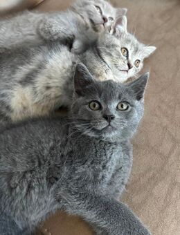 Bkh Babykatze Britische Baby Katzen Werde sofort abgeben - Wesseling