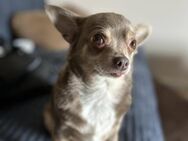 💜Boo 💜7-jähriger Chihuahua - Kassel