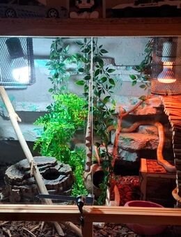 Weibl. Albino Flamingo Kornatter mit vollautomatik Terrarium (inklusive Thermostat, Zeitschaltuhr usw) - Unkel