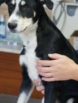 Tapi ❤️ Schutzgebühr 500 Euro - Burgsinn