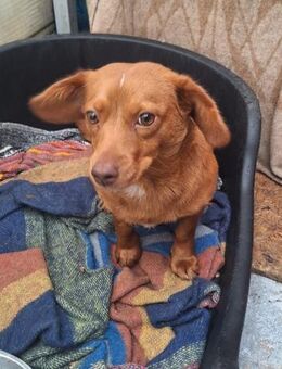 53129 Bonn / NRW - Kalu (34 cm) - Weilheim (Oberbayern)