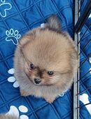 Pomeranian-Welpen an Tierliebhaber zu verkaufen in 8865