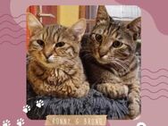 Kater Bruno und Ronny spielen gern - Lalendorf