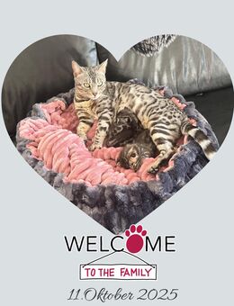 Reinrassige wunderschöne Bengal Kitten - Dreis