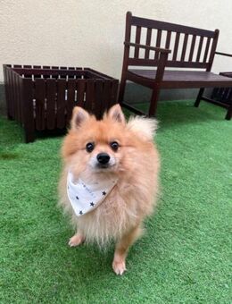 Kleiner Charlie braucht Sicherheit - Chemnitz