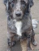 Australien Shepard Golden Retriver mix in 54484