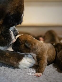 Reinrassige Boxerwelpen mit echten VDH FCI Papieren, lükenloser Stammbaum, Beide Elternteile: Bestwerte in Gesundheitsuntersuchungen, höchster Prüfungsstand und vorzügliche Bewertung, Boxer, Welpe - Otterstadt