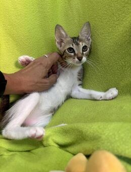 Sahara - elegante Kuschelmaus - Kirchheim (München)