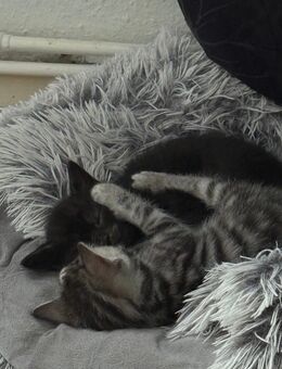 Süße Baby Katzen suchen ein liebevolles Zuhause ❤️ - Leverkusen