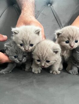 BKH/BKL Kitten - Bielefeld Brackwede