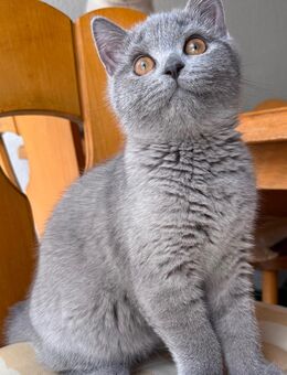 BKH Kater Abgabebereit - Düren