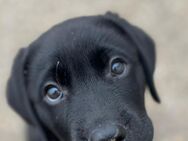 Labrador Welpen suchen 5 Sterne zu Hause - Bretten