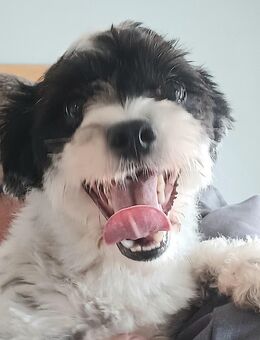 Spike, a.d.Tierschutz , sucht liebes Zuhause - Boxberg (Oberlausitz)