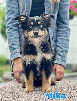 Mini Aussie / Mini American - Schwerte (Hansestadt an der Ruhr)