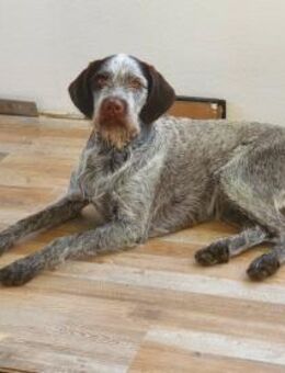 Drahthaar Hündin Zora - Garching (München)