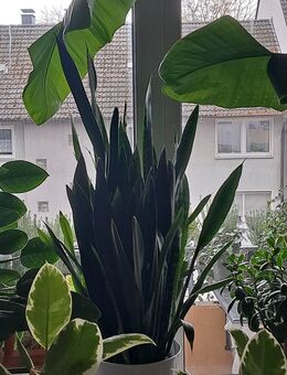 Du bist 40 bis 50 +- und auch auf der Suche ? - Dortmund Hangeney