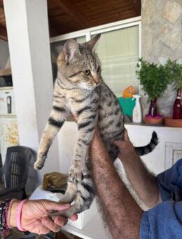 Nova aus dem Tierschutz - Grevenbroich