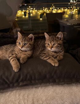 Katzen Urlaubsbetreuung - Dortmund
