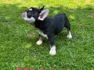 Reinrassige französische Bulldoggen Welpen - Lüdinghausen