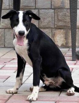 Lieber vorsichtiger Lenny sucht dich! - Hamburg