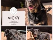 Vicky: Sanfte Seele sucht Geborgenheit - Brühl (Nordrhein-Westfalen)