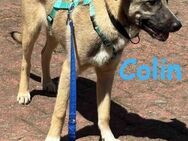 Colin - sucht sein Zuhause-Für-Immer - Rinteln