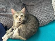 Katzen Damen suchen liebevolles Zuhause - Langelsheim