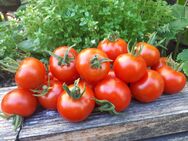 Vesennij Michurinskij, russische Cherrytomate, Tomatensamen - Oldenburg