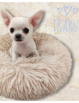 Traumhafte Chihuahua Welpen aus seriöser Zucht mit Ahnentafel - Wiedergeltingen