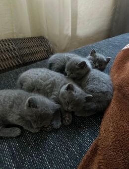 Bkh Kitten - Stolberg (Rheinland, Kupferstadt)