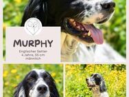 Murphy: Setter mit Herz sucht Zuhause - Brühl (Nordrhein-Westfalen)