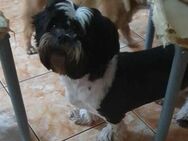 Shih Tzu ( -Mix) Maruka sucht Körbchen - Overath