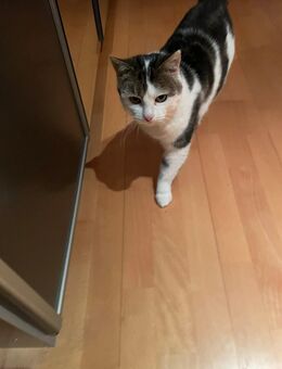 Polly, Einzelprinzessin möchte ein Zuhause # Tierschutz - Greding