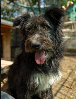 Susi verschmuste Junghündin - Kallmünz