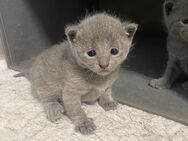 Russische Baby kitten - Hamburg