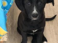 Amaya sucht dringend Familienanschluss - Laatzen