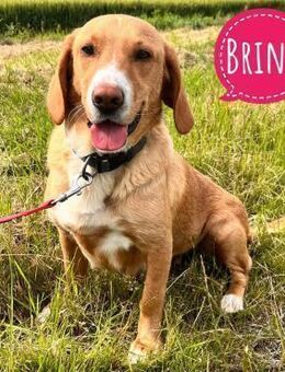 Brina - Hündin mit Traumwesen - Flörsheim-Dalsheim