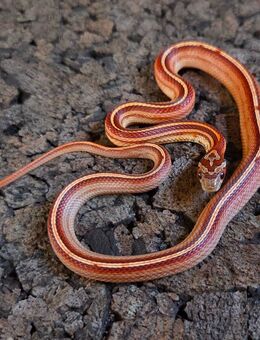 Tessera Striped, Tessera Motley - Schwelm
