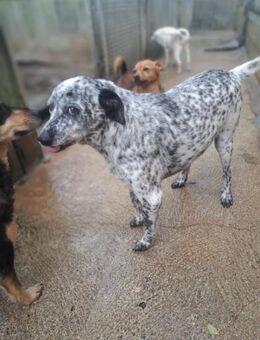 Pippo - sucht Altersruhesitz - Grevenbroich